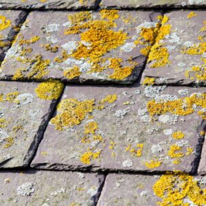 moss on slate roof