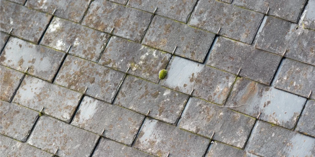 Moss and weathering buildup on a slate roof in need of maintenance